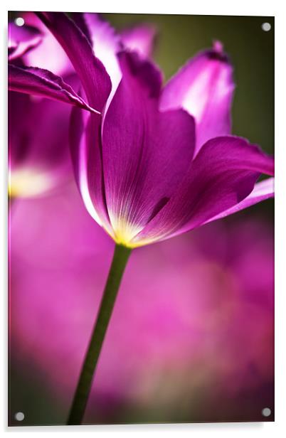  Purple Tulip Acrylic by Tom and Dawn Gari