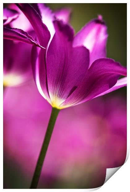  Purple Tulip Print by Tom and Dawn Gari