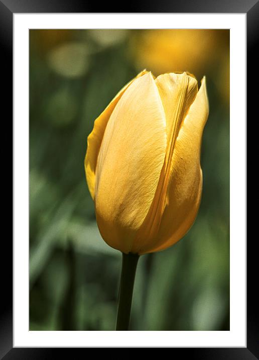  Yellow Tulip Framed Mounted Print by Tom and Dawn Gari