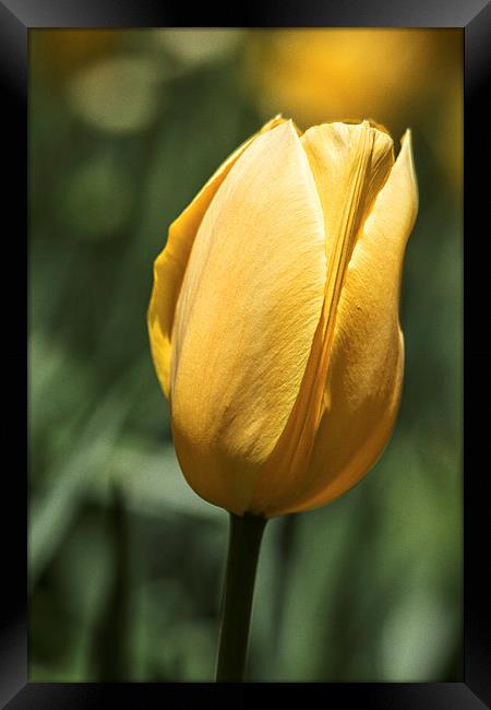  Yellow Tulip Framed Print by Tom and Dawn Gari