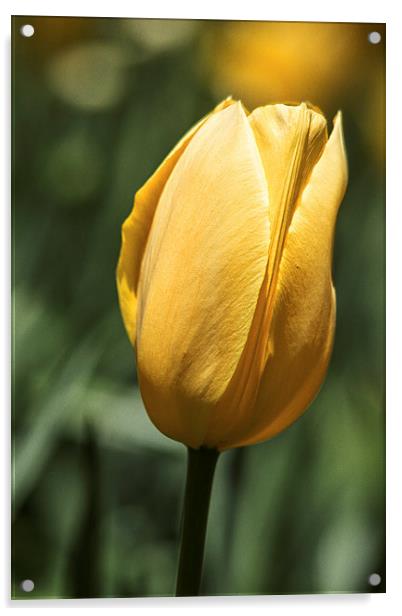  Yellow Tulip Acrylic by Tom and Dawn Gari