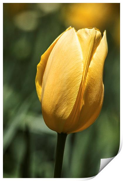  Yellow Tulip Print by Tom and Dawn Gari