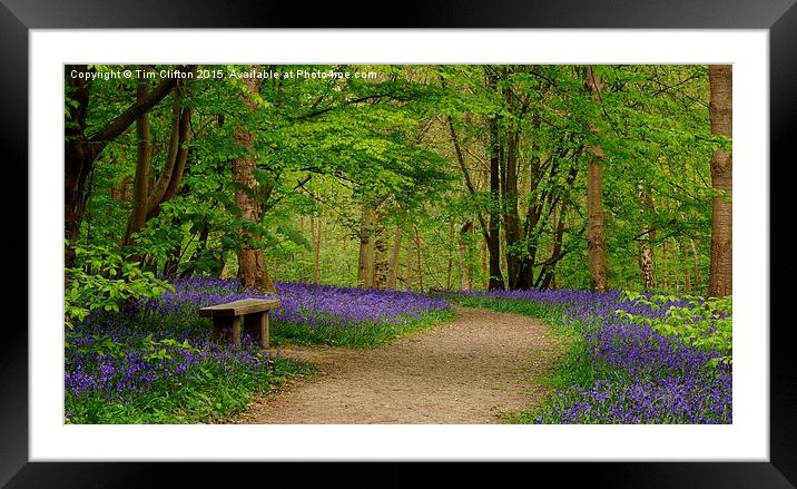  Bluebell Beauty Framed Mounted Print by Tim Clifton