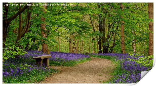  Bluebell Beauty Print by Tim Clifton