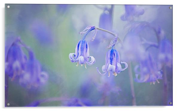  Bluebells Acrylic by Dawn Cox