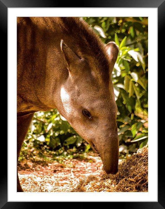 Tapir at Paignton Zoo Framed Mounted Print by Jay Lethbridge
