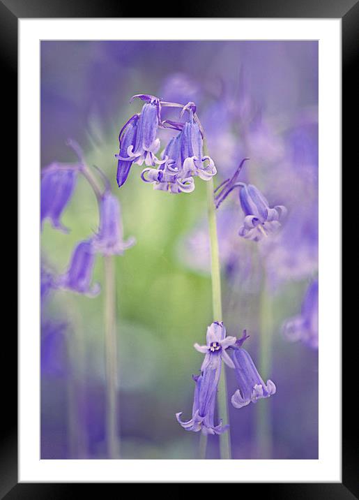  Bluebell canvas print Framed Mounted Print by Dawn Cox