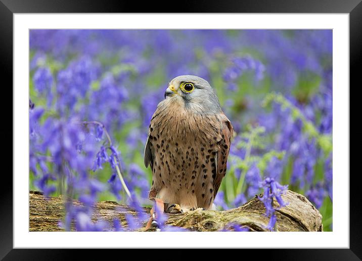  Kestrel and blue bells Framed Mounted Print by sean clifford