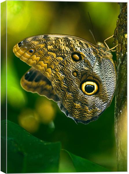 Owl Butterfly Canvas Print by Mark Robson