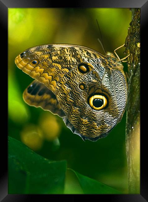 Owl Butterfly Framed Print by Mark Robson
