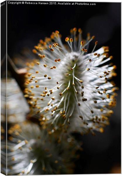  Blossoming Pussy Willow Canvas Print by Rebecca Hansen