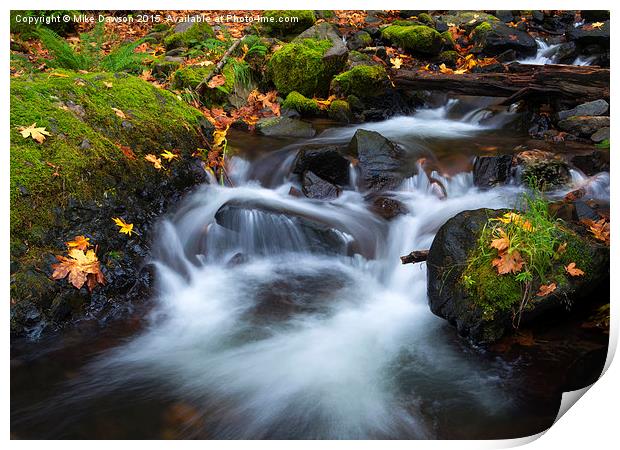 Splitting the Forest Print by Mike Dawson