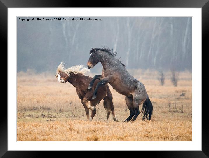 Stallion Challenge Framed Mounted Print by Mike Dawson
