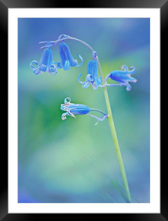 Blues  Framed Mounted Print by Dawn Cox