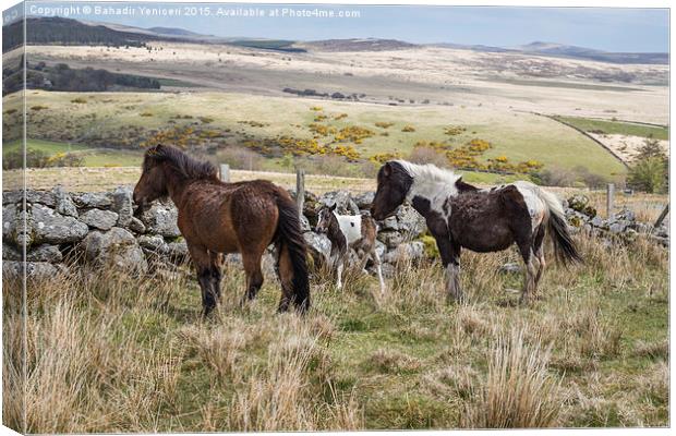  Dartmoor Pony Canvas Print by Bahadir Yeniceri
