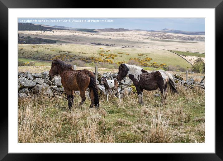  Dartmoor Pony Framed Mounted Print by Bahadir Yeniceri