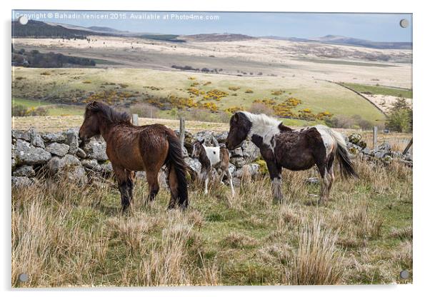  Dartmoor Pony Acrylic by Bahadir Yeniceri