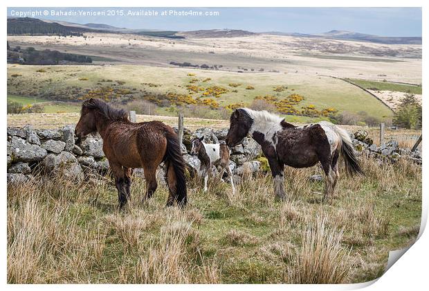  Dartmoor Pony Print by Bahadir Yeniceri