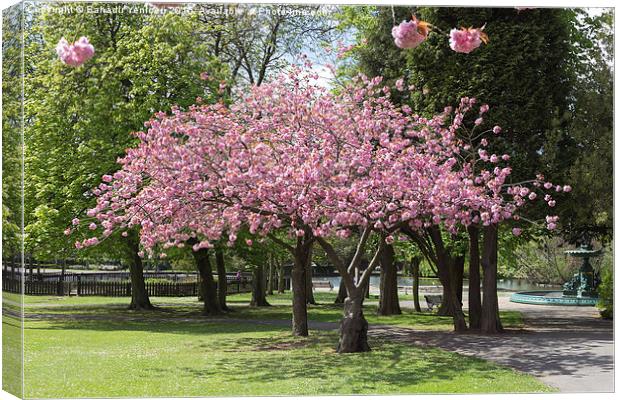  Accolade Cherry Tree   Canvas Print by Bahadir Yeniceri