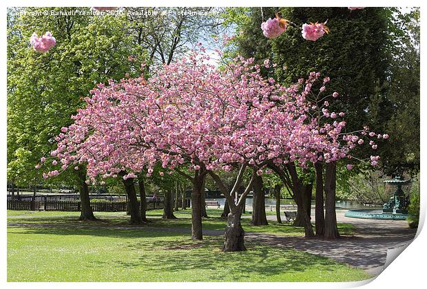  Accolade Cherry Tree   Print by Bahadir Yeniceri