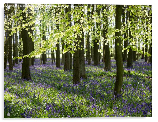 Ancient Woodland Bluebells in Late April Acrylic by Elizabeth Debenham