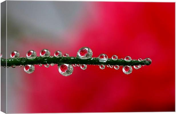  Drips and drops (As seen on ITV) . by JCstudios Canvas Print by JC studios LRPS ARPS