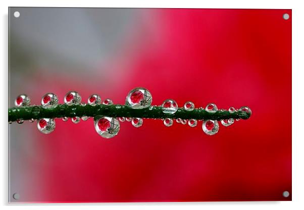  Drips and drops (As seen on ITV) . by JCstudios Acrylic by JC studios LRPS ARPS