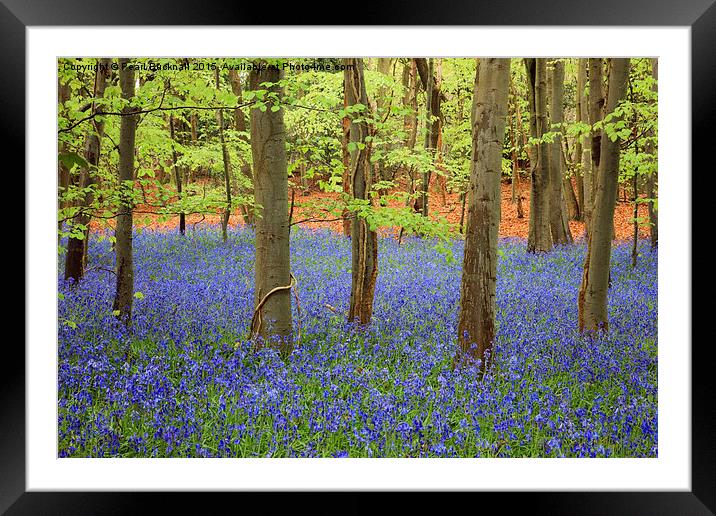 West Stoke Bluebell Wood in Spring Framed Mounted Print by Pearl Bucknall