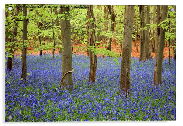 West Stoke Bluebell Wood in Spring Acrylic by Pearl Bucknall