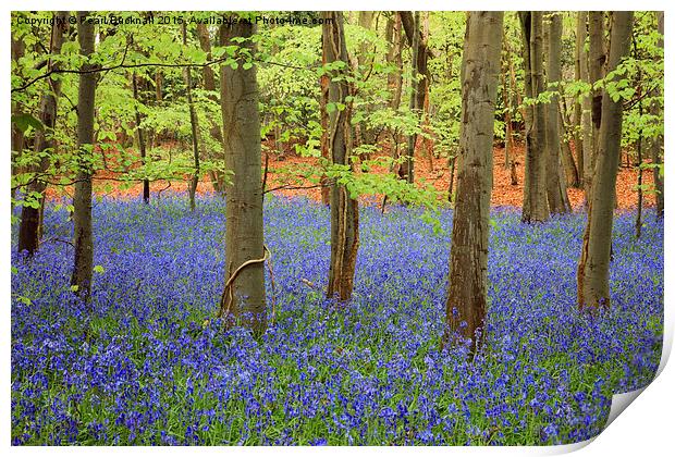 West Stoke Bluebell Wood in Spring Print by Pearl Bucknall
