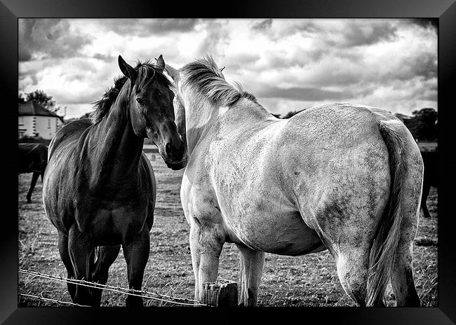  Horsey Love Framed Print by John Edgar