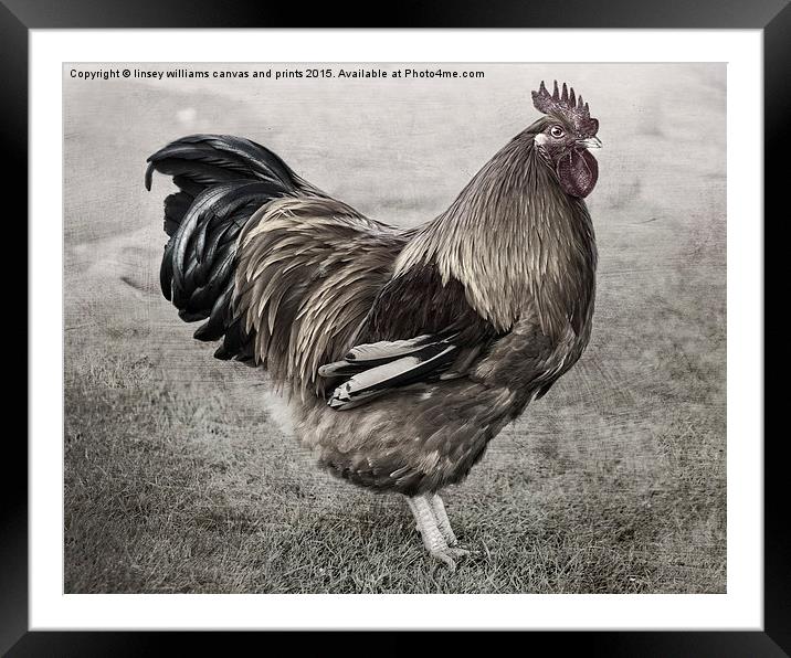 Chickens.  Cockerel, Antiqued Framed Mounted Print by Linsey Williams