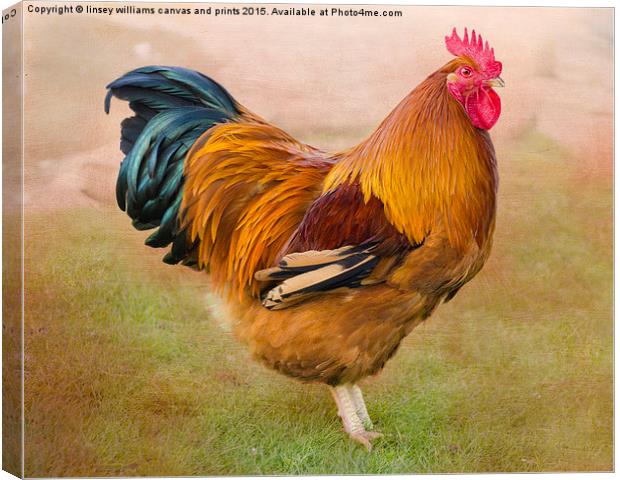  Cockerel 1 Canvas Print by Linsey Williams