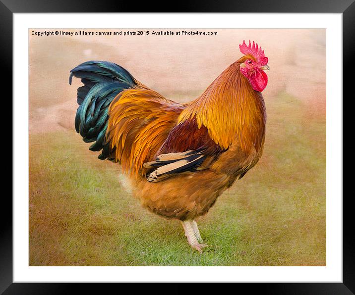  Cockerel 1 Framed Mounted Print by Linsey Williams