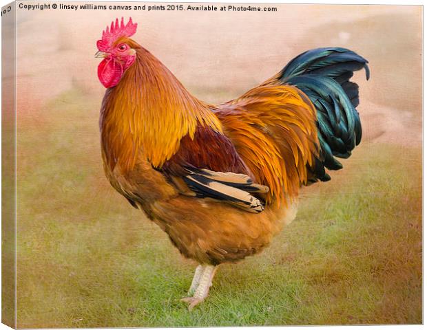  Cockerel 2 Canvas Print by Linsey Williams