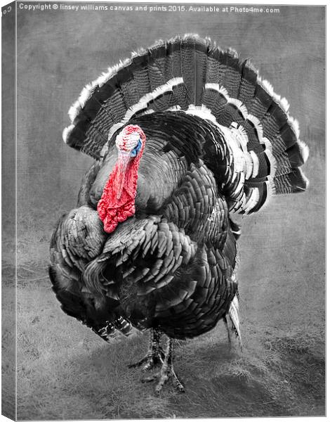  Tarquin The Turkey Canvas Print by Linsey Williams