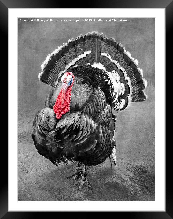  Tarquin The Turkey Framed Mounted Print by Linsey Williams