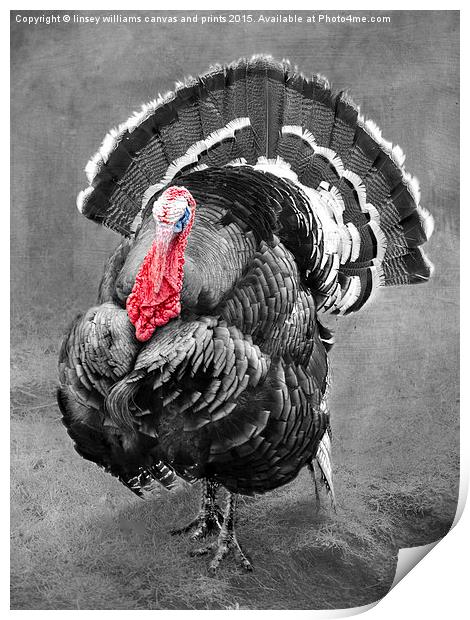  Tarquin The Turkey Print by Linsey Williams