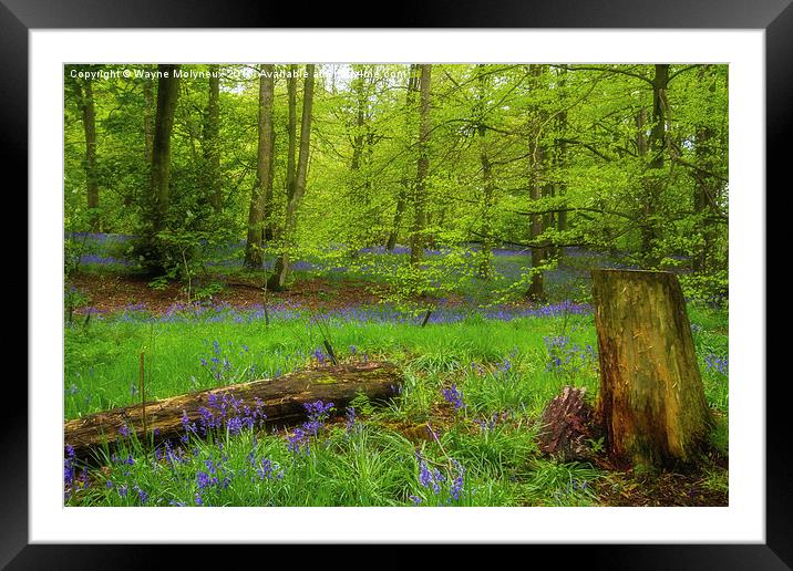 Bluebell Woods at Lawton   Framed Mounted Print by Wayne Molyneux
