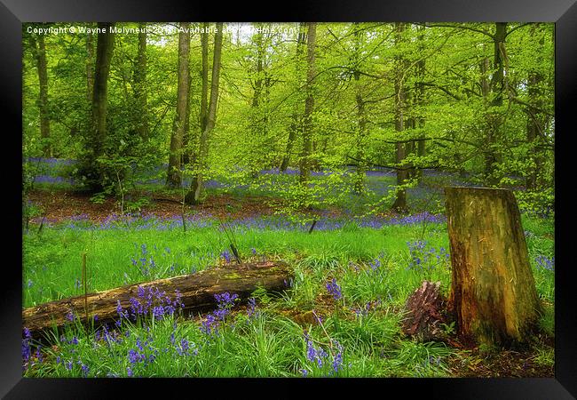 Bluebell Woods at Lawton   Framed Print by Wayne Molyneux
