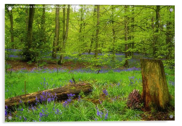Bluebell Woods at Lawton   Acrylic by Wayne Molyneux