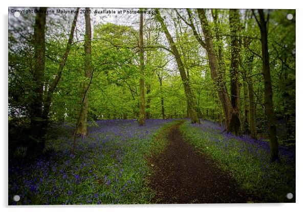 Woodland Walk at Lawton  Acrylic by Wayne Molyneux