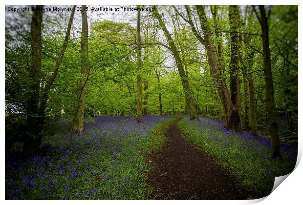 Woodland Walk at Lawton  Print by Wayne Molyneux