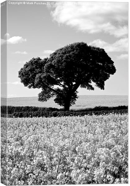 Black White Tree in Rapeseed Fields Canvas Print by Mark Purches