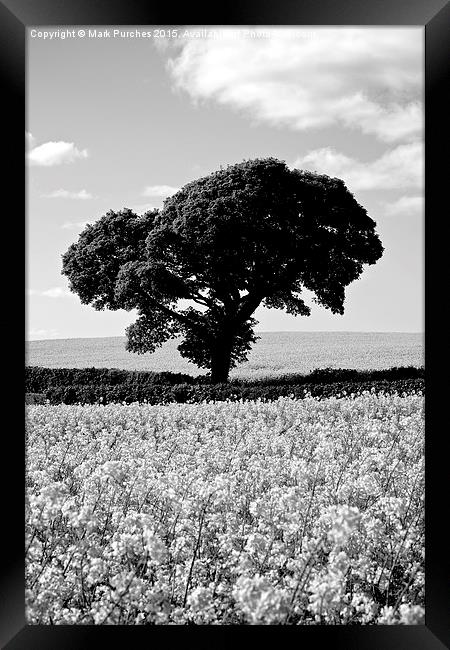 Black White Tree in Rapeseed Fields Framed Print by Mark Purches
