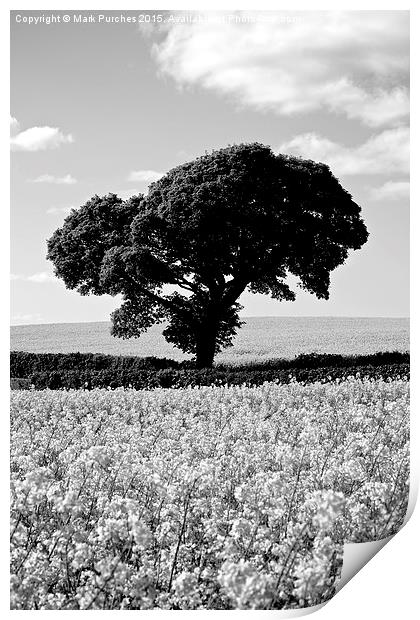 Black White Tree in Rapeseed Fields Print by Mark Purches