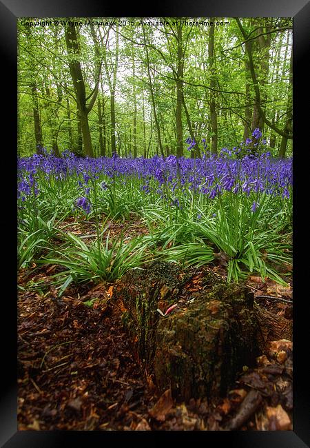  Tree stump and Bluebells Framed Print by Wayne Molyneux