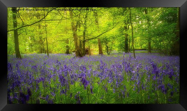 Bluebells at Lawton  Framed Print by Wayne Molyneux