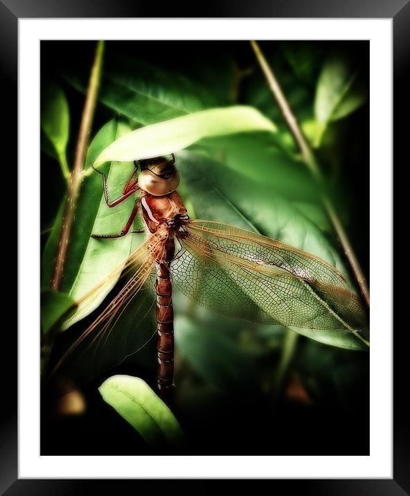 Resting Dragonfly Framed Mounted Print by Simon Gladwin