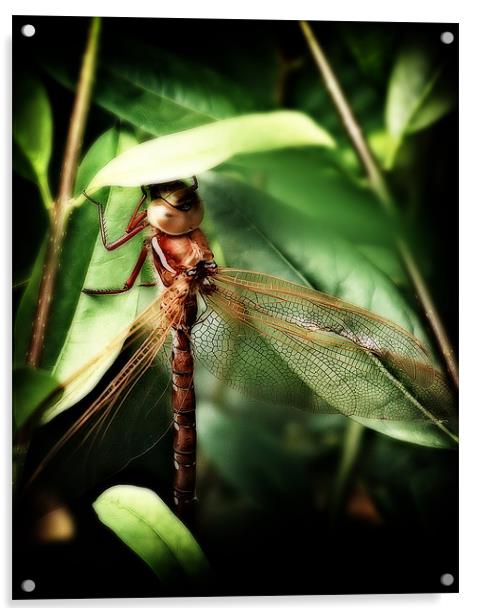 Resting Dragonfly Acrylic by Simon Gladwin